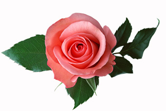 Image result for roze